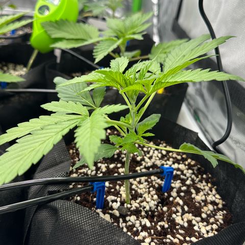 Misc x (LA Kush x Zkittles) #26 60.7g growlog photo: Added drip irrigation 