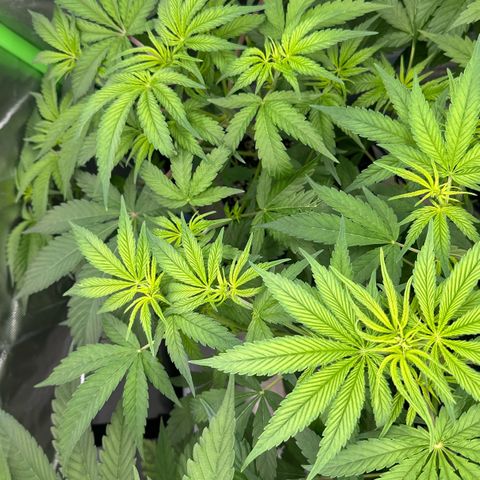 CxLAZ #16 50.72g growlog timeline photo