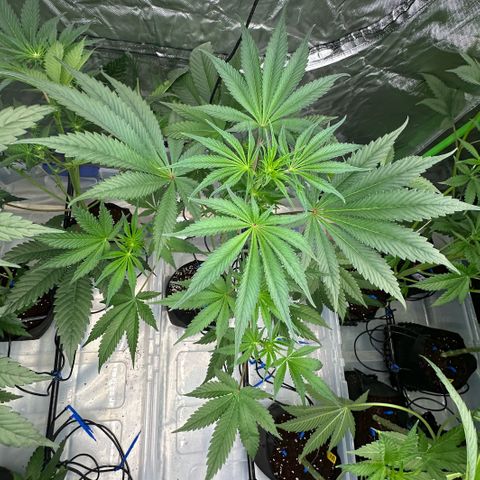 CxLAZ #16 50.72g growlog timeline photo