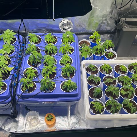 Shaman growlog timeline photo