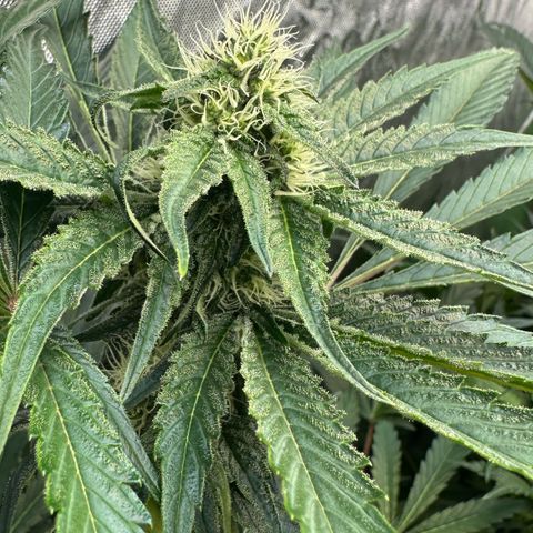 CxLAZ #24 37.13g growlog timeline photo