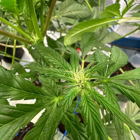 CxLAZ #16 50.72g growlog photo: Pollenated bud site
