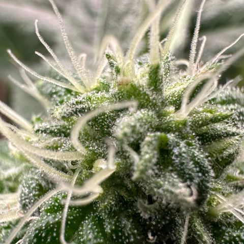 CxLAZ #16 50.72g growlog timeline photo