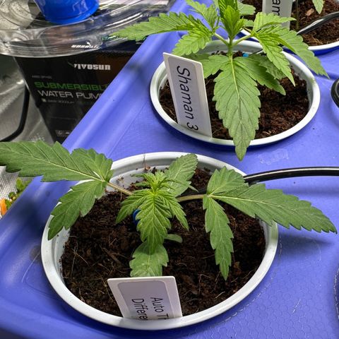 Shaman growlog timeline photo
