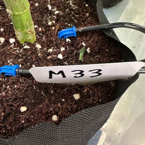 CxLAZ #16 50.72g growlog photo: Leafy 
