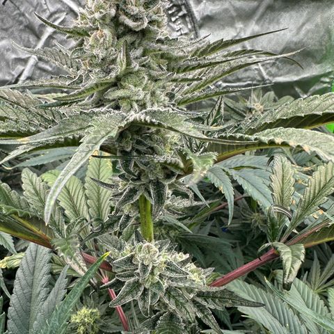 Misc x (LA Kush x Zkittles) #29 25.69g growlog timeline photo