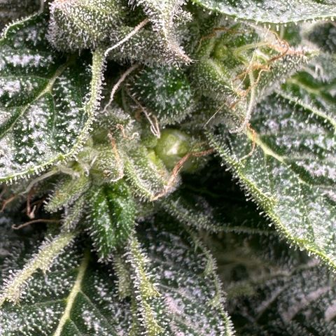 Misc x (LA Kush x Zkittles) #26 60.7g growlog timeline photo