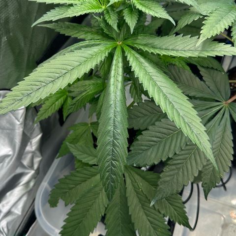CxLAZ #16 50.72g growlog timeline photo