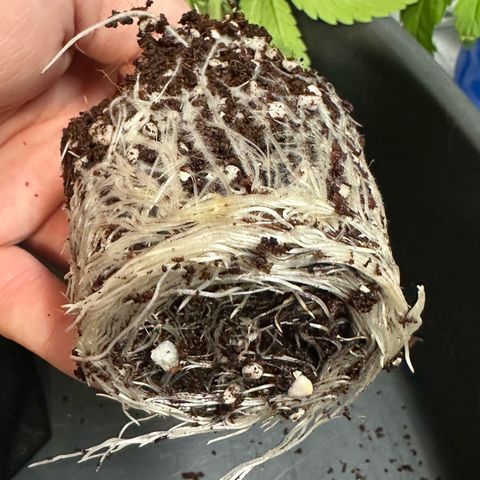 Misc x (LA Kush x Zkittles) #26 60.7g growlog timeline photo