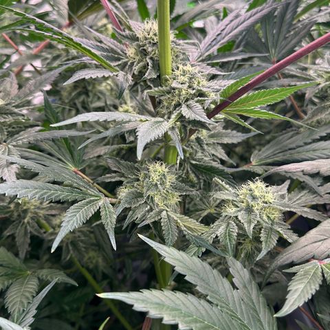 CxLAZ #16 50.72g growlog timeline photo
