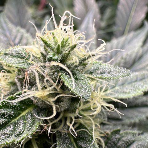 CxLAZ #06 growlog timeline photo