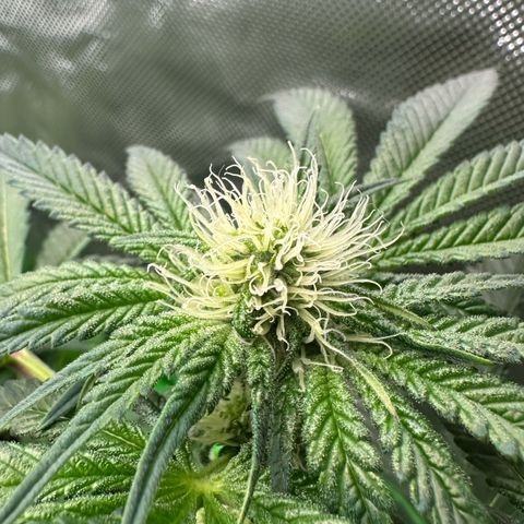 Misc x (LA Kush x Zkittles) #34 15.68g growlog timeline photo
