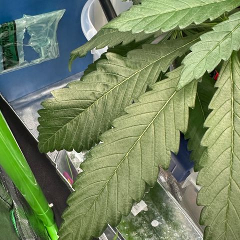 Misc x (LA Kush x Zkittles) #33 19.08g growlog photo:  Lower side branch has some canoeing and there’s some leaf tip curl. Lower fan leaf is twisted.
