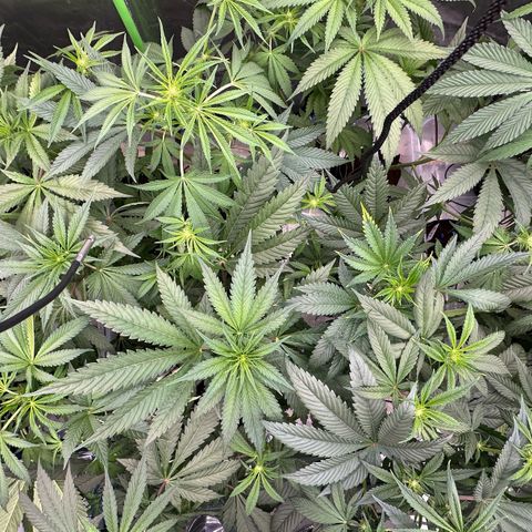 CxLAZ #16 50.72g growlog timeline photo