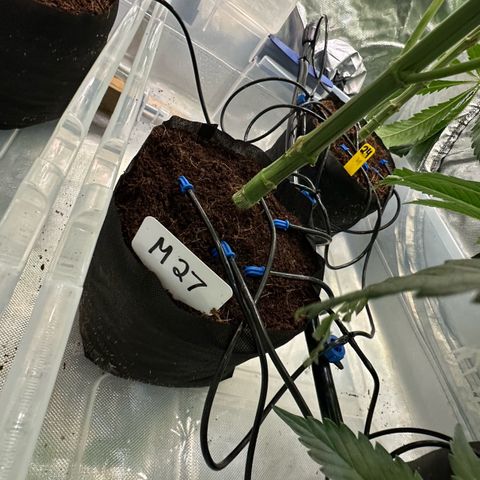 CxLAZ #16 50.72g growlog photo: Top training 