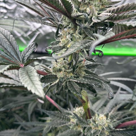 Misc x (LA Kush x Zkittles) #27 33.12g growlog timeline photo