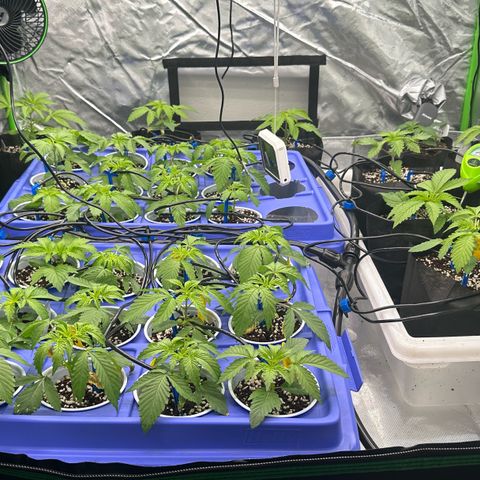 Misc x (LA Kush x Zkittles) #26 60.7g growlog timeline photo