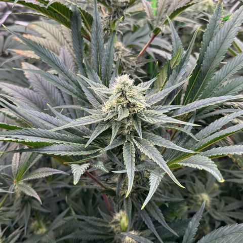 CxLAZ #31 58.75g growlog timeline photo