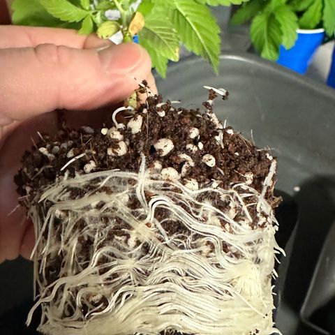 Misc x (LA Kush x Zkittles) #26 60.7g growlog timeline photo