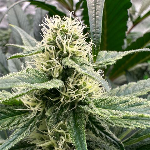 CxLAZ #31 58.75g growlog timeline photo