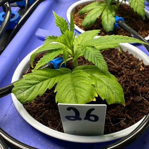 Shaman growlog timeline photo