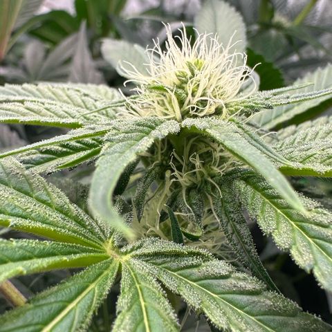 CxLAZ #06 growlog timeline photo