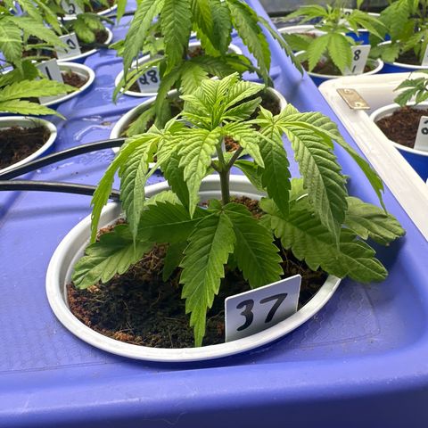 MiscxLAZ #37 C growlog timeline photo