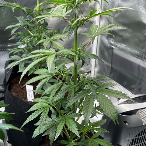 Auto Think Different  #1 growlog timeline photo