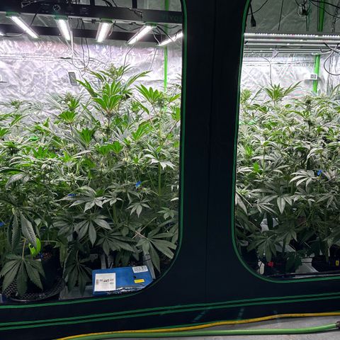 CxLAZ #16 50.72g growlog timeline photo