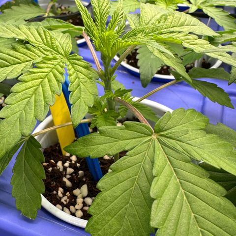 Misc x (LA Kush x Zkittles) #26 60.7g growlog photo: Added drip irrigation 