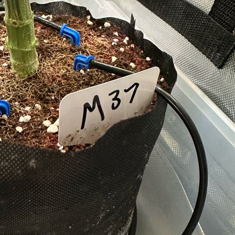Misc x (LA Kush x Zkittles) #37 42.26g growlog timeline photo