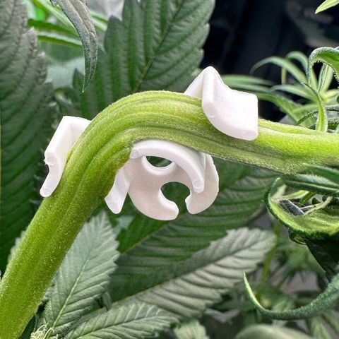 Misc x (LA Kush x Zkittles) #27 33.12g growlog photo: Trained top 