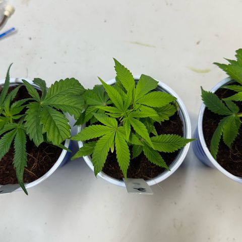 Shaman growlog photo: Transplanted into 18oz cups 