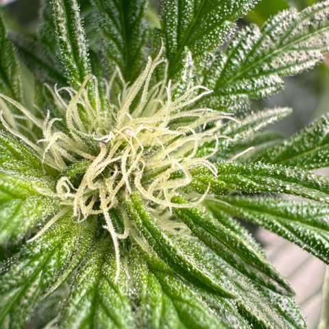 CxLAZ #16 50.72g growlog photo: Pollenated bud site
