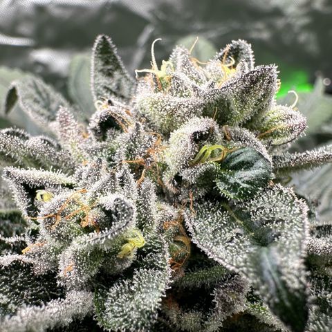 Misc x (LA Kush x Zkittles) #27 33.12g growlog timeline photo