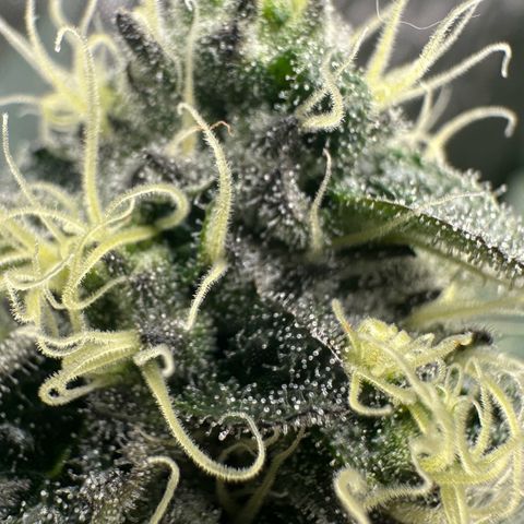 CxLAZ #24 37.13g growlog timeline photo