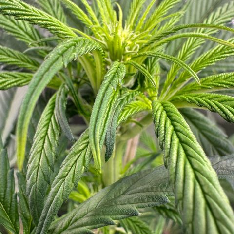 CxLAZ #16 50.72g growlog timeline photo