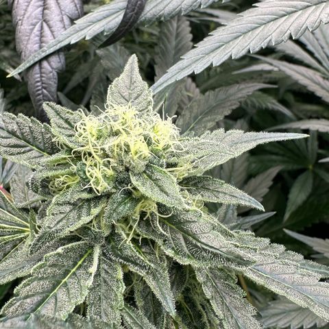 Misc x (LA Kush x Zkittles) #08 growlog timeline photo