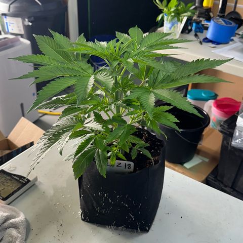 CxLAZ #16 50.72g growlog photo: Lollipoped