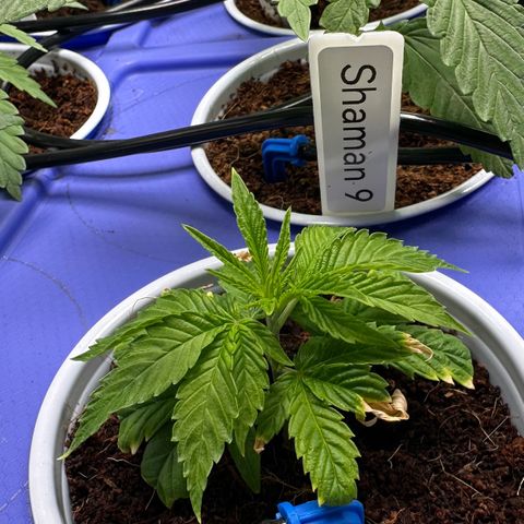 Shaman growlog timeline photo
