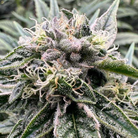 Misc x (LA Kush x Zkittles) #26 60.7g growlog timeline photo