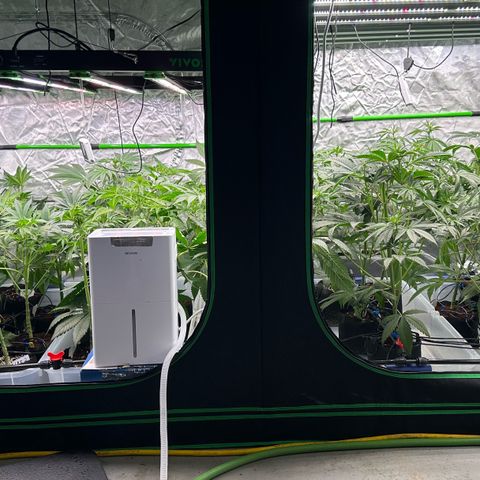 CxLAZ #16 50.72g growlog timeline photo