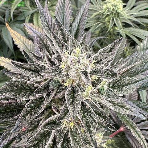 Misc x (LA Kush x Zkittles) #22 34.14g growlog timeline photo