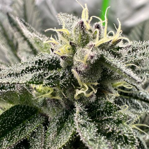 Misc x (LA Kush x Zkittles) #22 34.14g growlog timeline photo