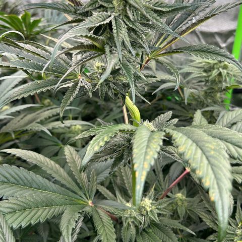 Misc x (LA Kush x Zkittles) #22 34.14g growlog timeline photo