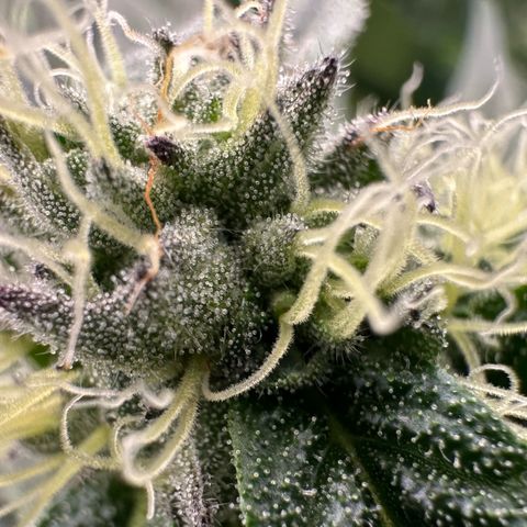 Misc x (LA Kush x Zkittles) #10 growlog timeline photo