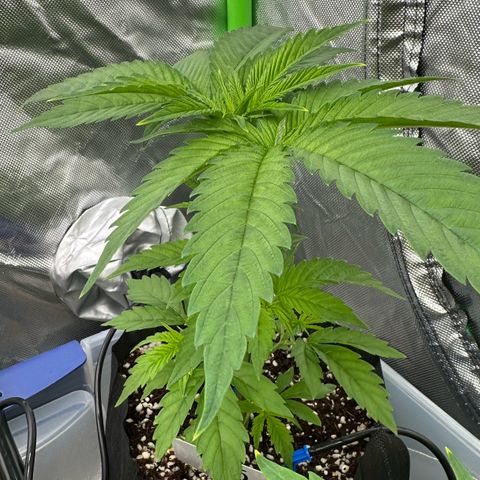 CxLAZ #16 50.72g growlog timeline photo