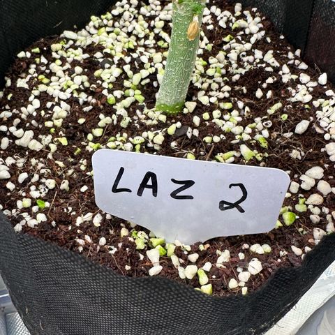 CxLAZ #16 50.72g growlog timeline photo