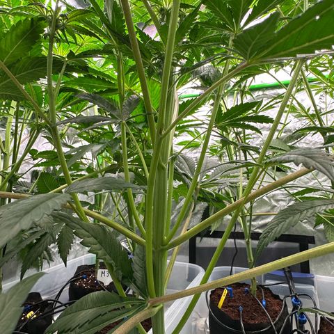 CxLAZ #16 50.72g growlog timeline photo
