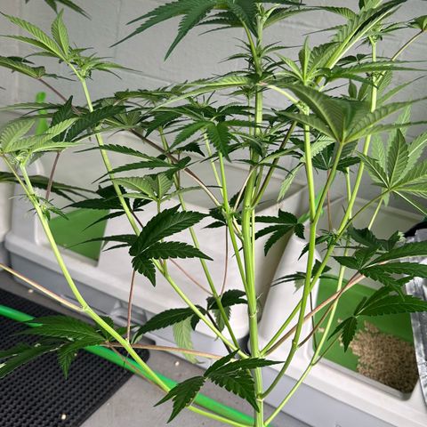 CxLAZ #16 50.72g growlog timeline photo